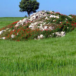 Meseta