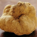Tartufo bianco d'Alba