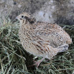 Goldsprenkel Wachtelhenne