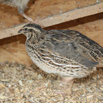 wildfarbene Wachtelhenne