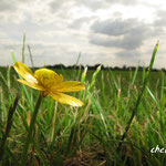 Naturbilder cherry-photography