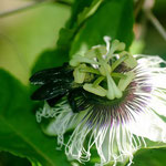 Xylocopa fimbriata Fabricius, 1804 sur Passiflora edulis Sims (Maracuja) ; Photo : C.P