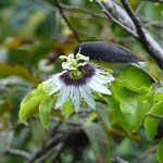 Coereba flaveola (Linnaeus, 1758) (Sucrier) butinant une fleur de Passiflora edulis Sims, 1818 (maracuja); Photo : M.C