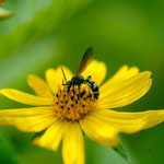 Campsomeris sp. sur Wedelia calycina Rich., 1807; Photo : C.P