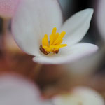 Phyllotrox sp. sur Begonia sp.  ; Photo : C.P