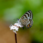 Leptotes cassius (Cramer, 1775) sur Spermacoce remota Lam. 1791