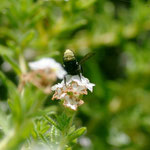 Megachile luctifera Spinola, 1841 sur Euploca ternata (Vahl) J.I.M. Melo & Semir, 2009; Photo : C.P