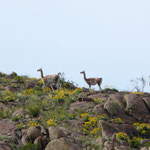 Guanaco-Lihué Calel