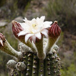 cactus en fleurs-cuesta de Zapata