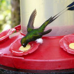 Colibri sur feeder