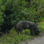 cochon noir attaché en bord de route