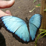 Morpho