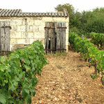 Cabane de vigne - Touvaireau