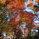 有喜苑の見上げる紅葉