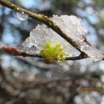 雪を載せたダンコウバイの花