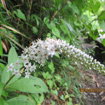 一つの花穂に百個を超える花をつけるオカトラノオ