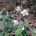 下向きに花をつけるモミジイチゴ