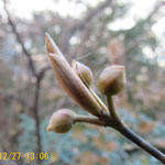 端正な形のクロモジの冬芽