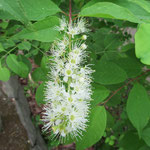 ブラシの様な花を咲かせるウワミズザクラ