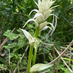 ８　オオバギボウシの蕾_花茎をどんどん伸ばします（写真提供久保氏）