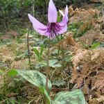 内部の模様が鮮やかなカタクリの花