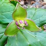 雄蕊が赤いエンレイソウの花