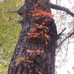 幹を飾るツタウルシの紅葉