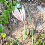 アマナは一回り大きい花です