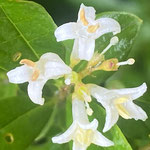 イボタノキ_雄蕊が2本