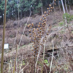 枯れても爽やかな香りのレモンエゴマ