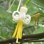 ウリノキ_6枚の花弁が巻き上がり雄蕊の黄色い葯が目立ちます