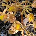 16　ツチアケビの花_蘭の花で拡大すると奇麗です（写真提供久保氏）