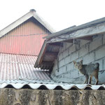 Gili Travangan - die Katzeninsel / the cat island