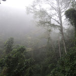 Wolke im Dschungel / Cloud in the jungle