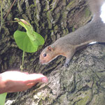 Fou füttert ein Hörnchen / Fou feeding a squirrel
