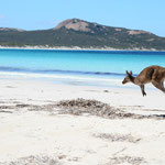 Känguru am Strand / Kangaroo ath the beach