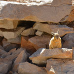 Viscacha im Nationalpark "Eduardo Avaroa" / Viscachia in the National Park "Eduardo Avaroa"