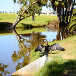 Reiher trocknet sich die Flügel am Flußufer / Heron drying its wings at the riverside