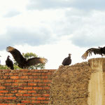 Mehr Geier / More vultures