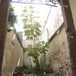 Baum in einem verlassenen Innenhof / Tree growing in an old building
