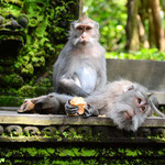 Mehr Affen / More Monkeys