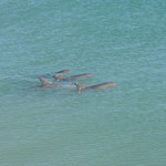 Mehr Delfine / More dolphins
