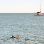 Noch ein paar Delfine / Some more dolphins