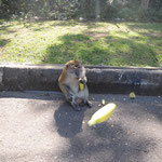 Affenfütterung / Feeding monkeys
