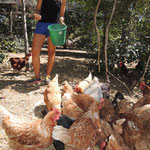 Hühnerfütterung / Feeding the hen