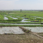 Reisfelder / Rice fields