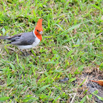 Hawaiis bunte Vögel / Hawaii's colourful birds