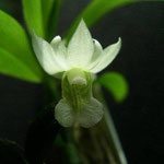 Dendrobium oligophyllum 18,00 €