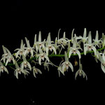 Dendrobium speciosum2 41,00 €
