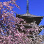 京都　仁和寺（地図左中央⑦）   左の赤い花は枝垂れ桜です。赤と白の桜が綺麗です。